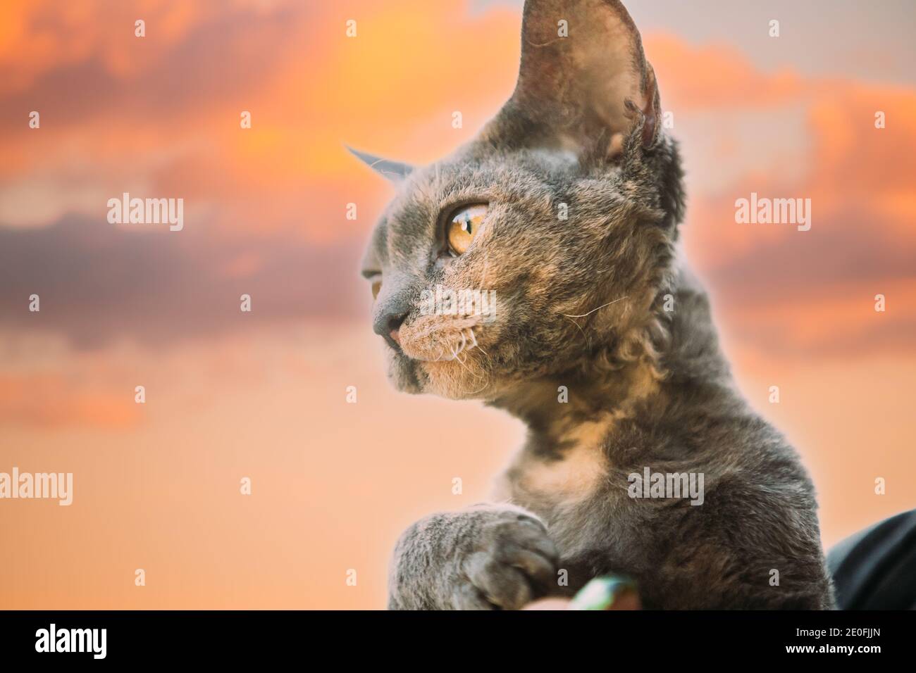 Joven gris Devon Rex Kitten en Sunset Sky de fondo. Gato de pelo corto de raza  inglesa. Verano puesta de sol Fotografía de stock - Alamy