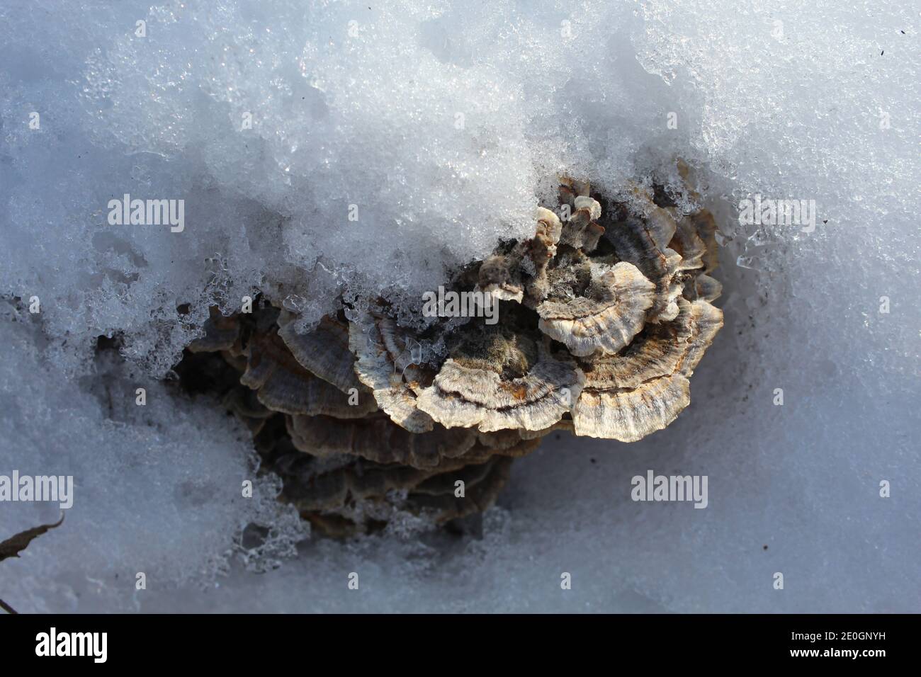 Los hongos de cola de Turquía en la nieve en Campground Road Woods en Des Plaines, Illinois Foto de stock