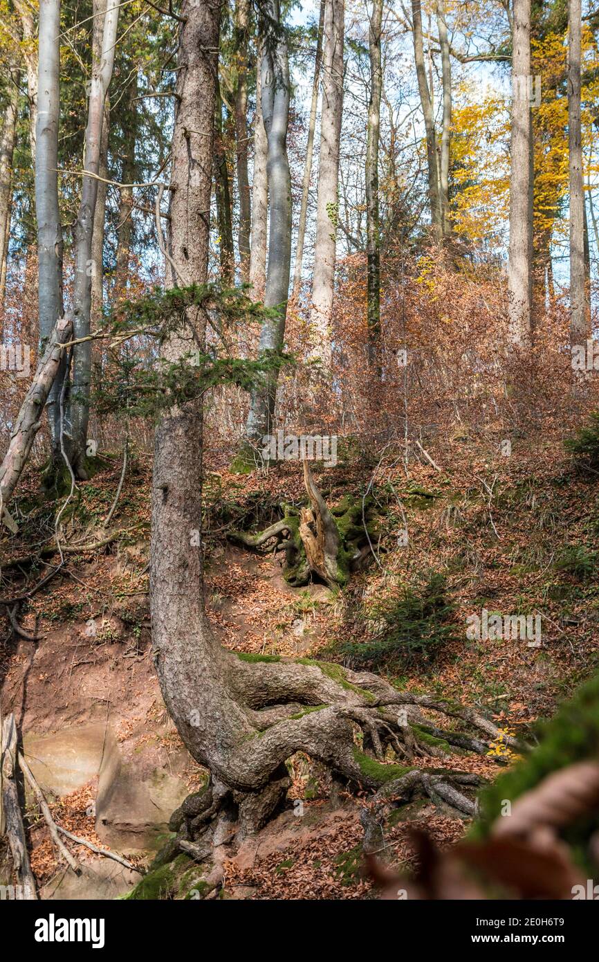 Un árbol alto que crece en una roca enorme Foto de stock