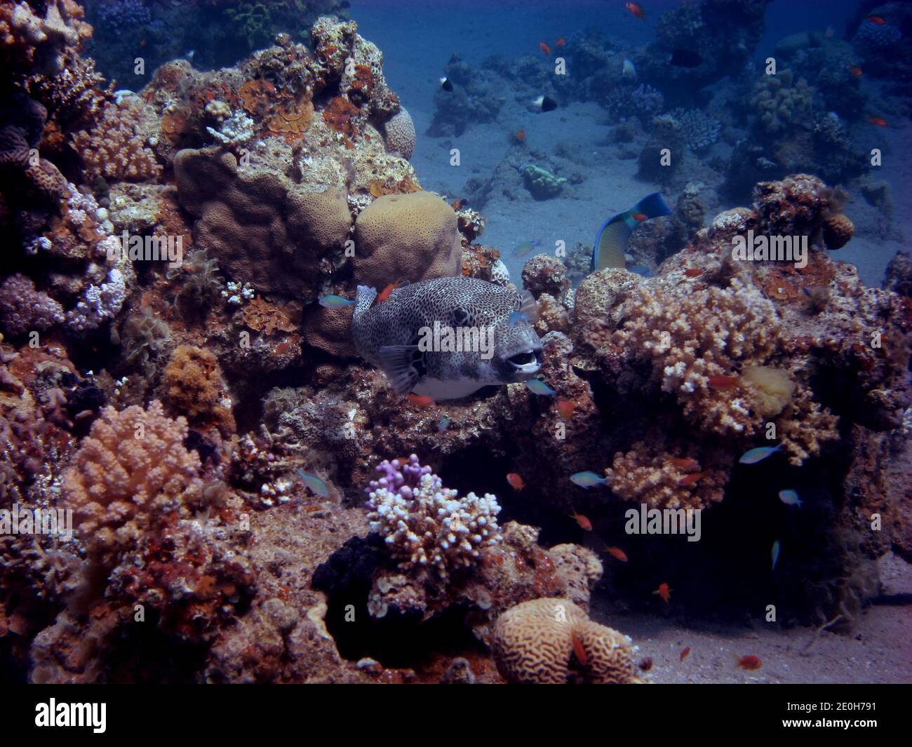 kugelfisch schwimmt zwischen korallen im riff Foto de stock