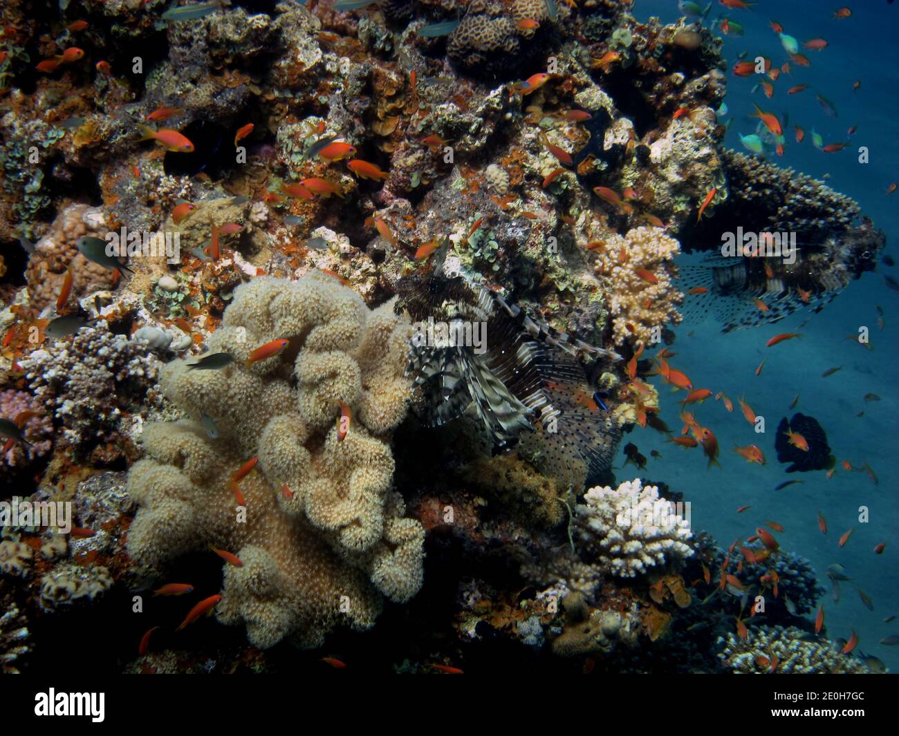 coloridos arrecifes de coral en egipto buceando en el mar rojo Foto de stock