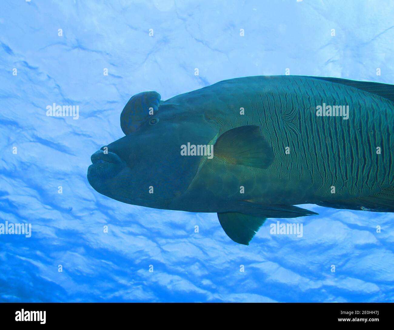 Napoleon-Lippfisch (Cheilinus undulatus), Rotes Meer, Aegypten Foto de stock