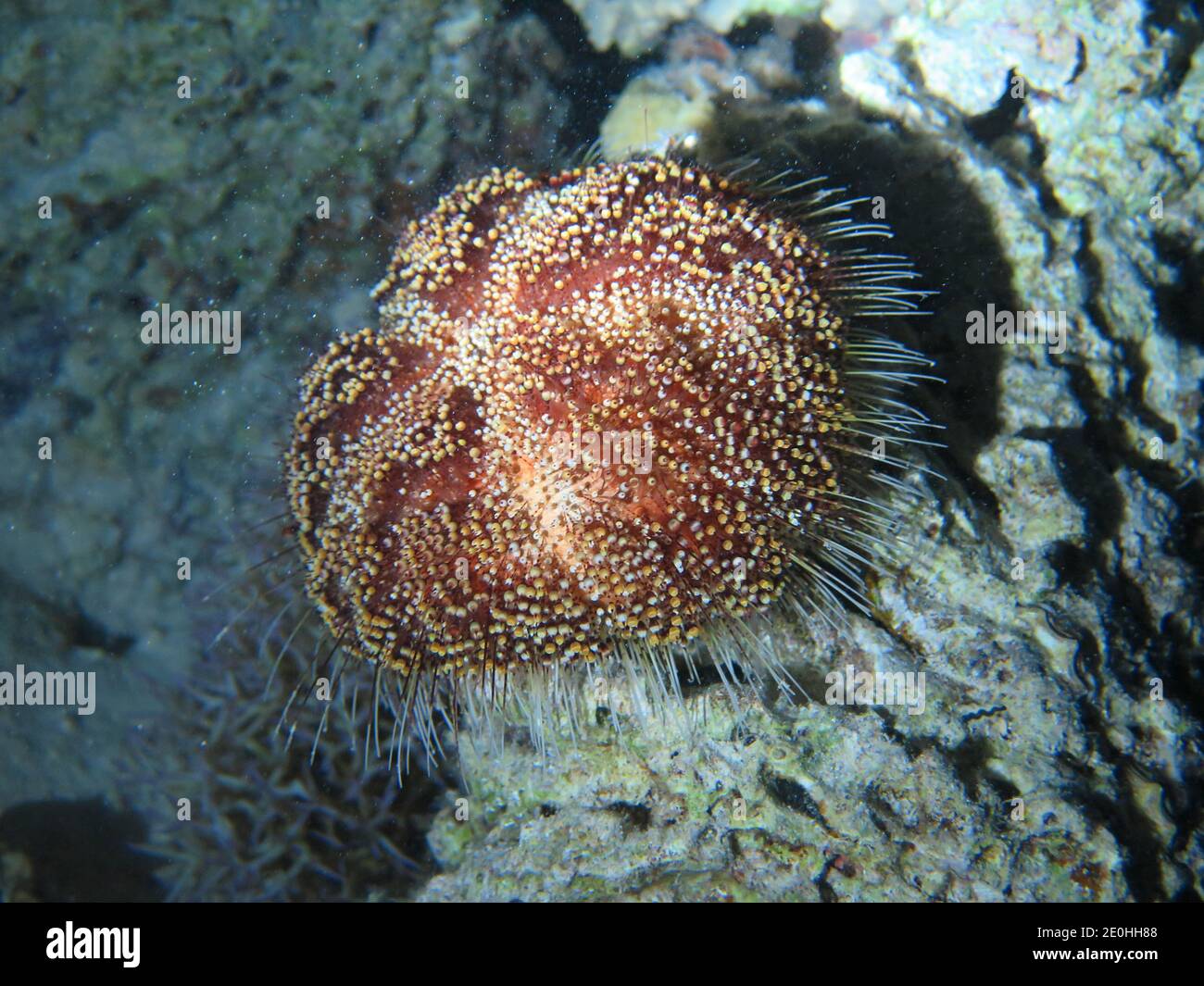 (Echinothuriidae Lederseeigel), Rotes Meer, Aegypten Foto de stock