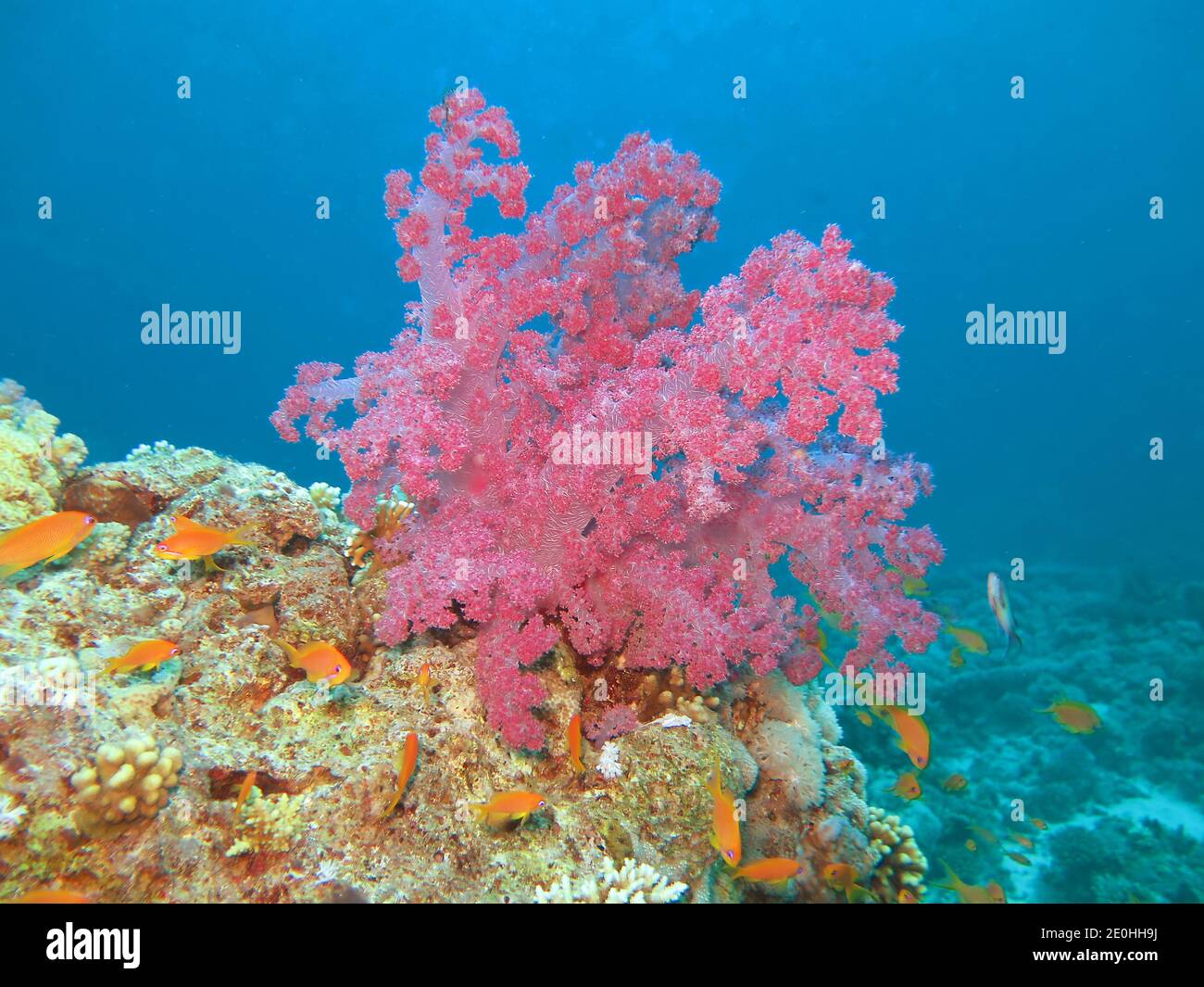 Weichkoralle, Korallenriff, Rotes Meer, Aegypten Foto de stock