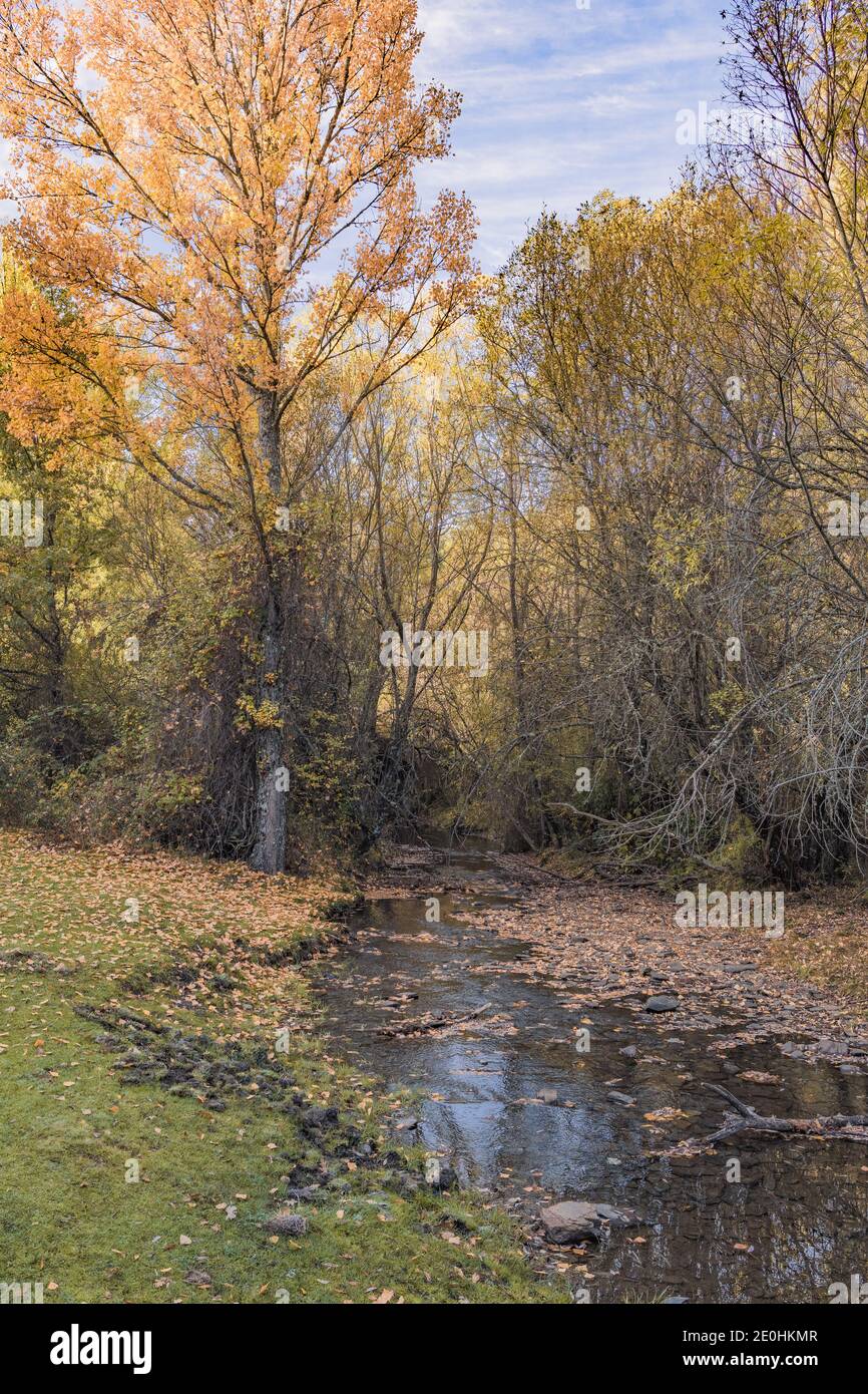río de montaña con hojas caídas en otoño y los árboles con tonos amarillos y cielo azul Foto de stock