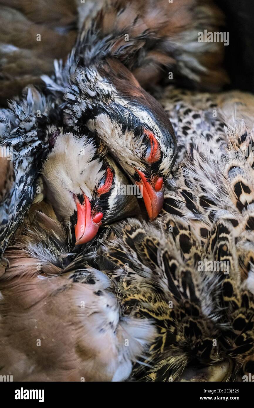 Un corsé de perdiz de patas rojas - Alectoris rufa. Foto de stock