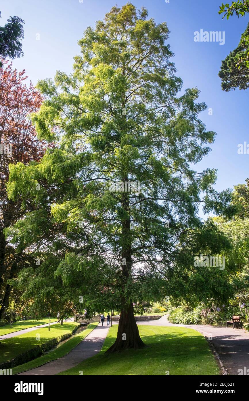 Metasequoia gliptostoboides Dawn árbol de secuoyas. Un árbol de hoja caduca grande piramidal de rápido crecimiento que crece en Trenance Gardens en Newquay en Cornwall. Foto de stock