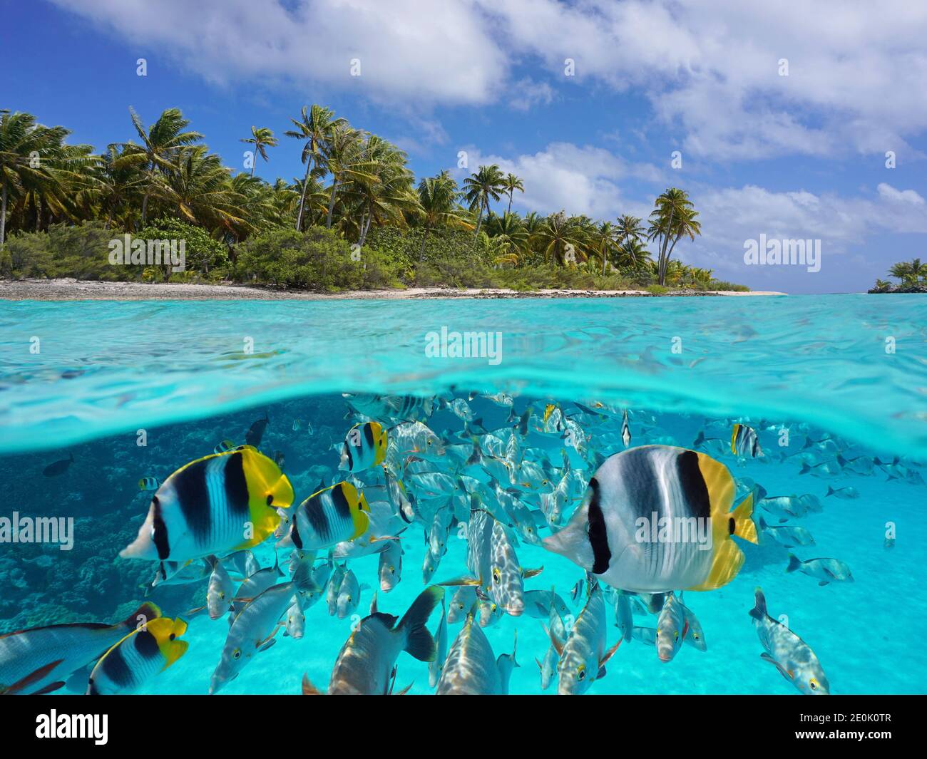 Paisaje marino tropical sobre y debajo del agua, costa de la isla y grupo de peces bajo el agua, océano Pacífico, Polinesia Francesa, Oceanía Foto de stock