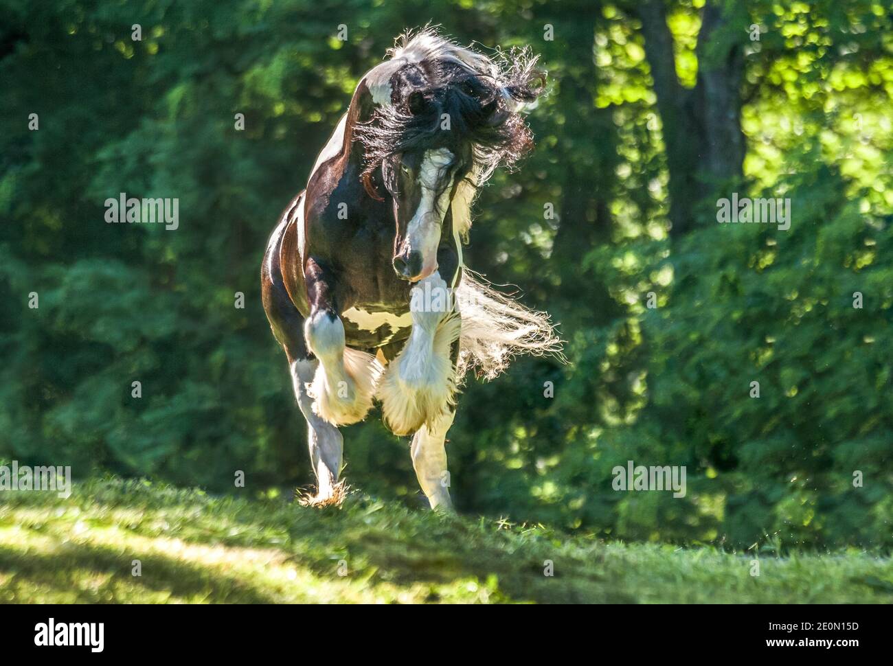 El semental de caballo Gypsy Vanner enérgico muestra actitud Foto de stock