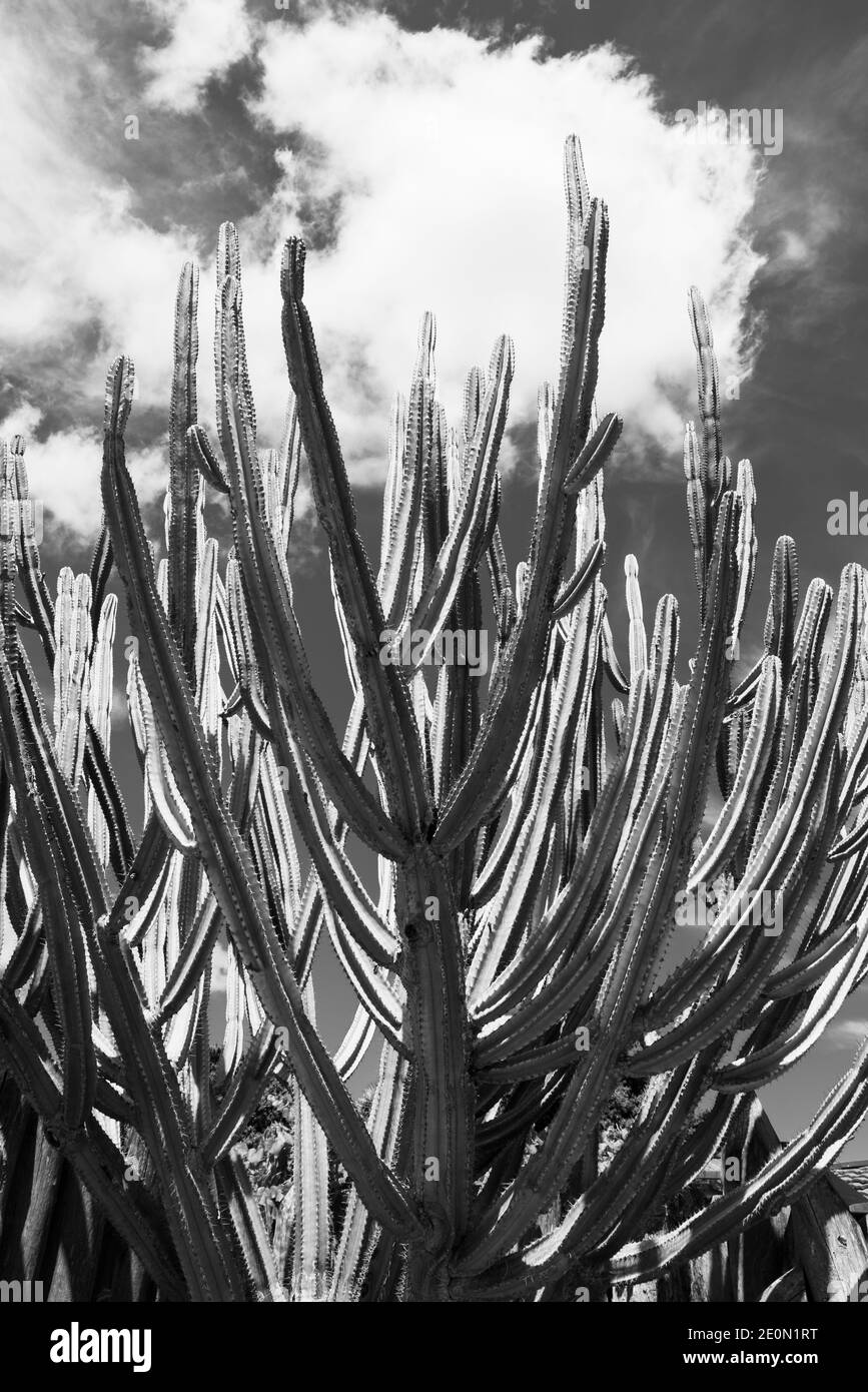 Cactus de candelabro verde alto en los Jardines Botánicos de Auckland. Foto de stock
