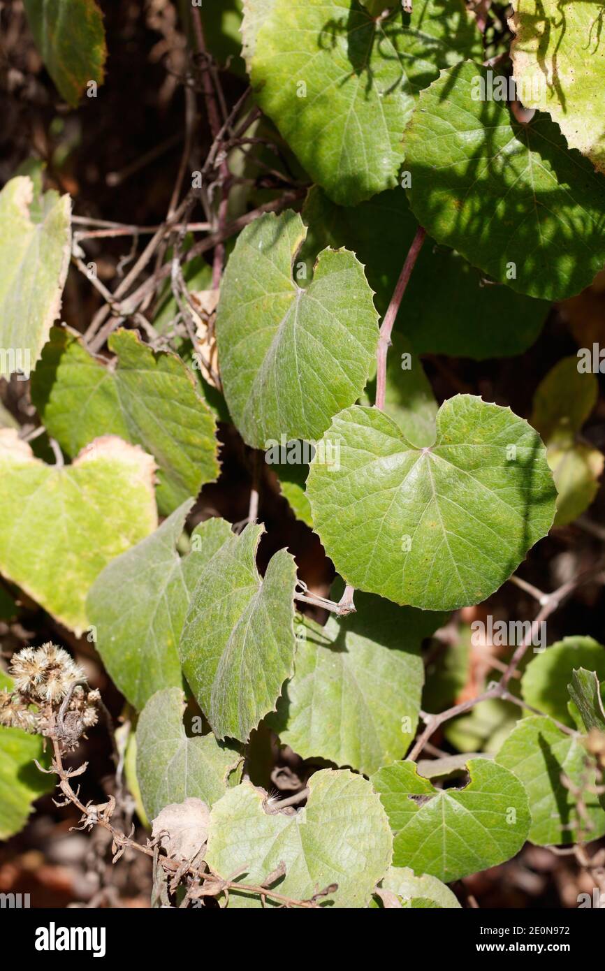 Hojas verdes cordantes, uva del sur de California, Vitis Girdiana, vitaceae, vid nativa, Ballona Freshwater Marsh, costa del sur de California, otoño. Foto de stock