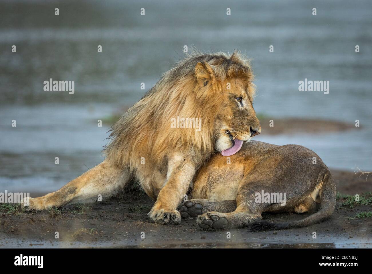 El león masculino se acostó en el barro bajo la lluvia en el Borde del río lamiendo su piel en la Reserva Ndutu en Tanzania Foto de stock