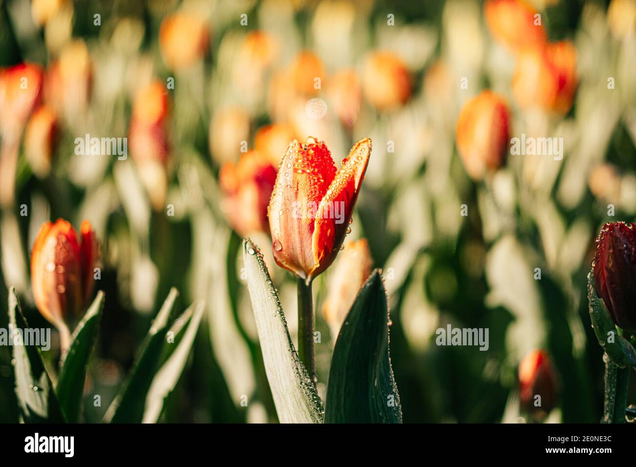 Primer plano de flores de tulipanes anaranjados en el jardín con rociado de agua, rocío y luz solar. Fondo natural. Foto de stock