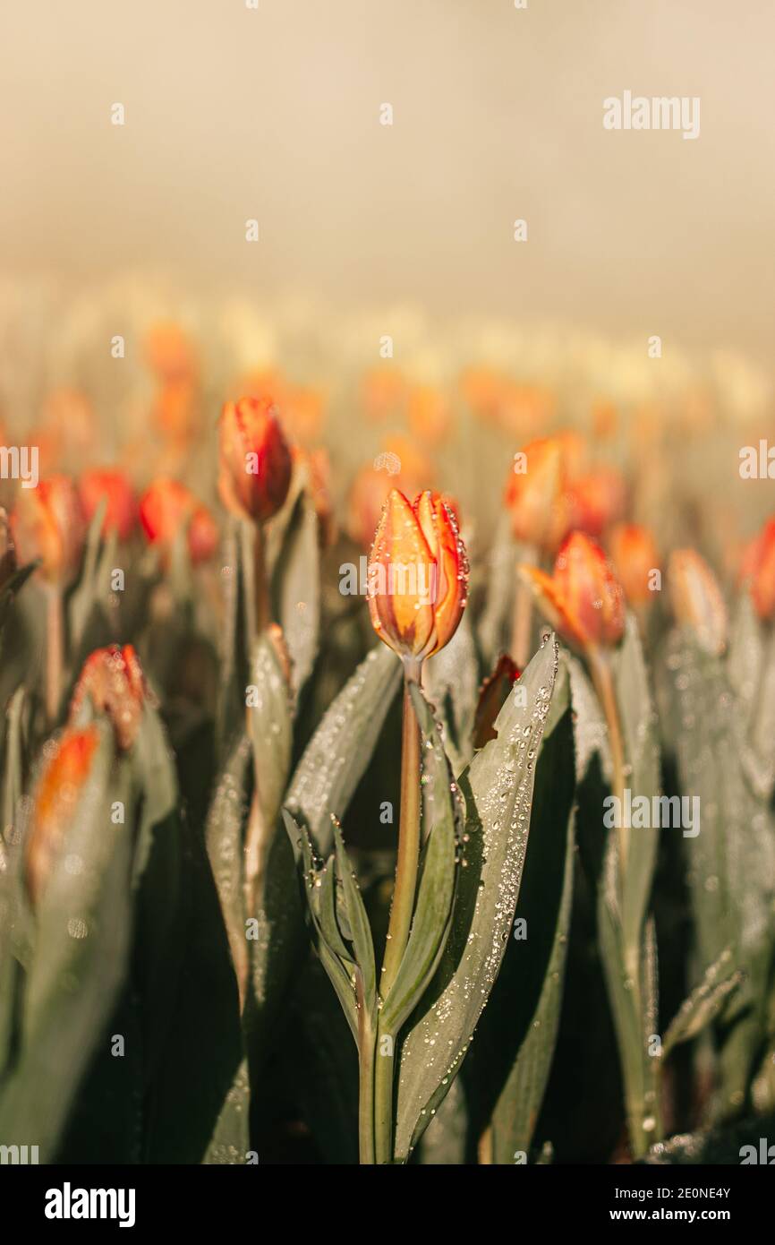 Primer plano de flores de tulipanes anaranjados en el jardín con rociado de agua, rocío y luz solar. Fondo natural. Foto de stock