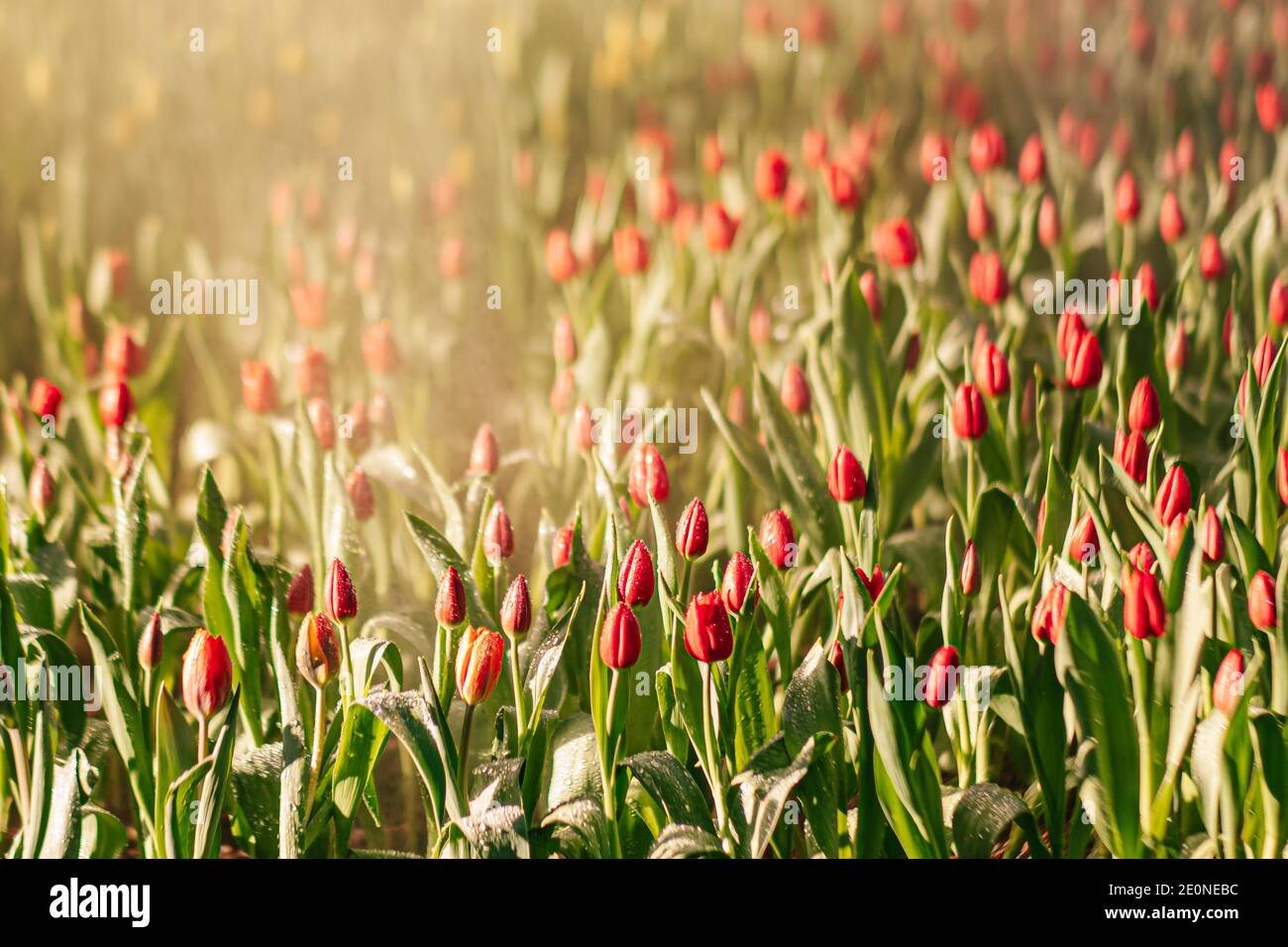 Flores de tulipanes rojos en el jardín con agua pulverizada y luz solar. Fondo natural. Foto de stock