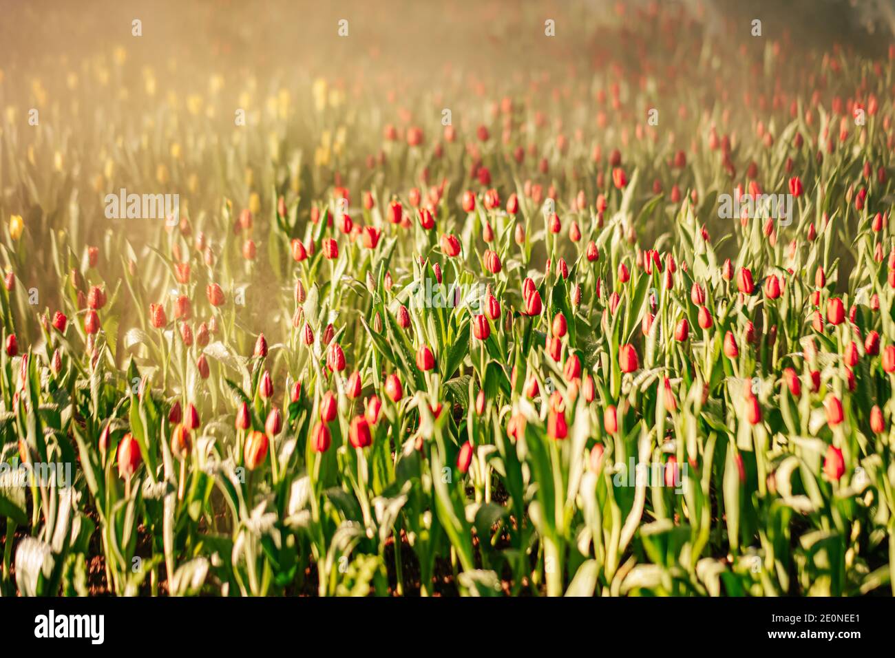 Flores de tulipanes rojos en el jardín con agua pulverizada y luz solar. Fondo natural. Foto de stock