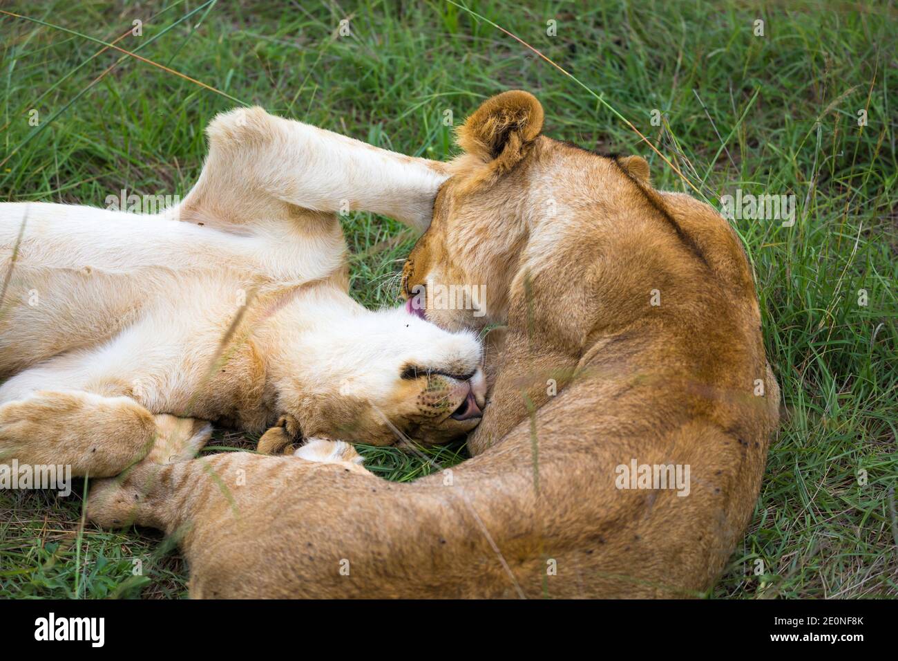 Algunos leones jóvenes se acurruca y juegan unos con otros. Foto de stock