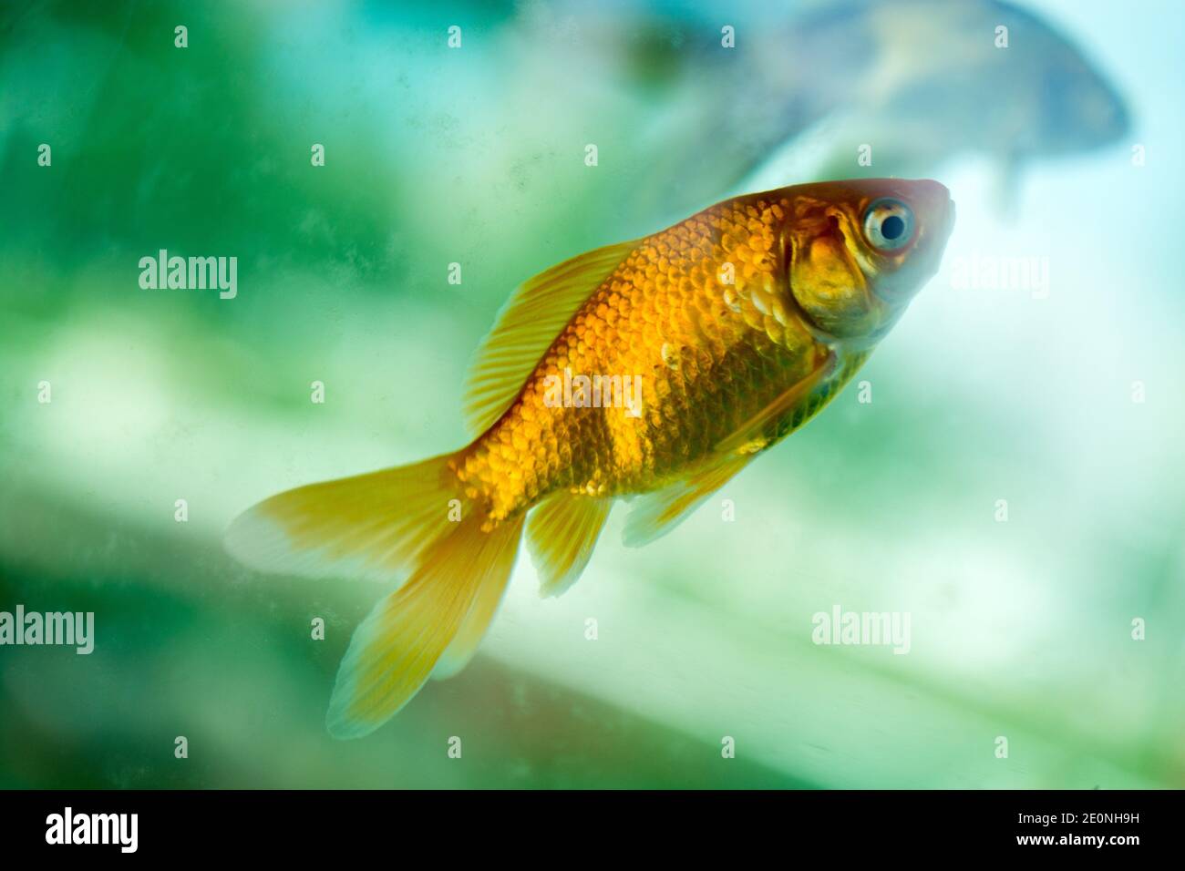 Peces de colores nadando en un acuario. Foto de stock