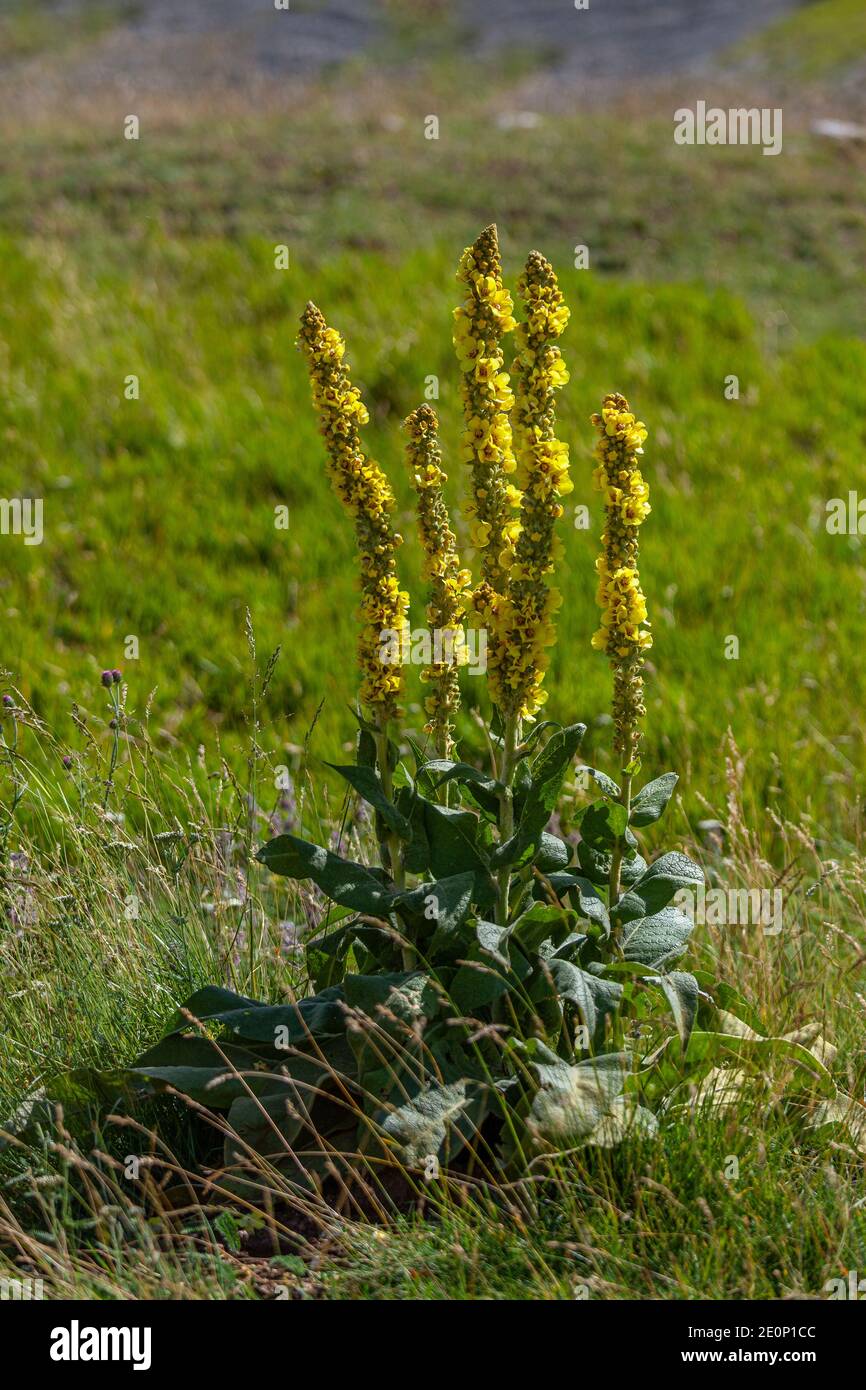 Fioritura di una pianta di Tasso Barbasso, verbascum thapsus - scrophulariaceae. Abruzos, Italia, Europa Foto de stock