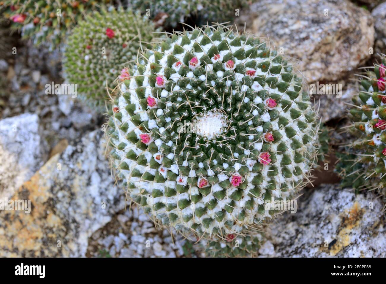 Cactus globo o cactus pezón (Mammillaria sp.) Es un cactus esférico nativo de México. Foto de stock