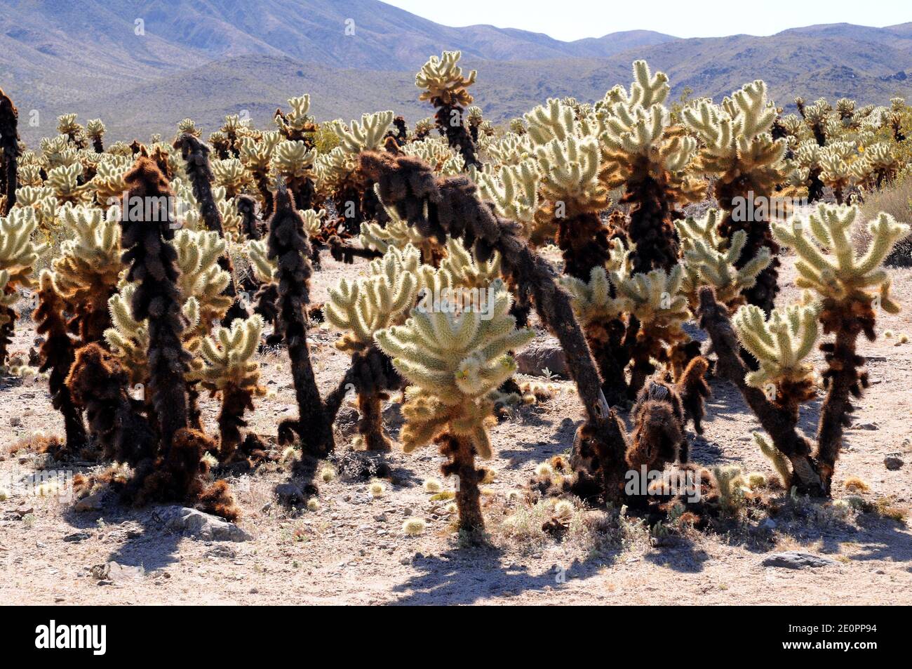 La cholla de oso de peluche (Cylindropuntia bigelovii u Opuntia bigelovii) es un cactus de cholla nativo del sudoeste de EE.UU. Y noroeste de México. Esta foto Foto de stock