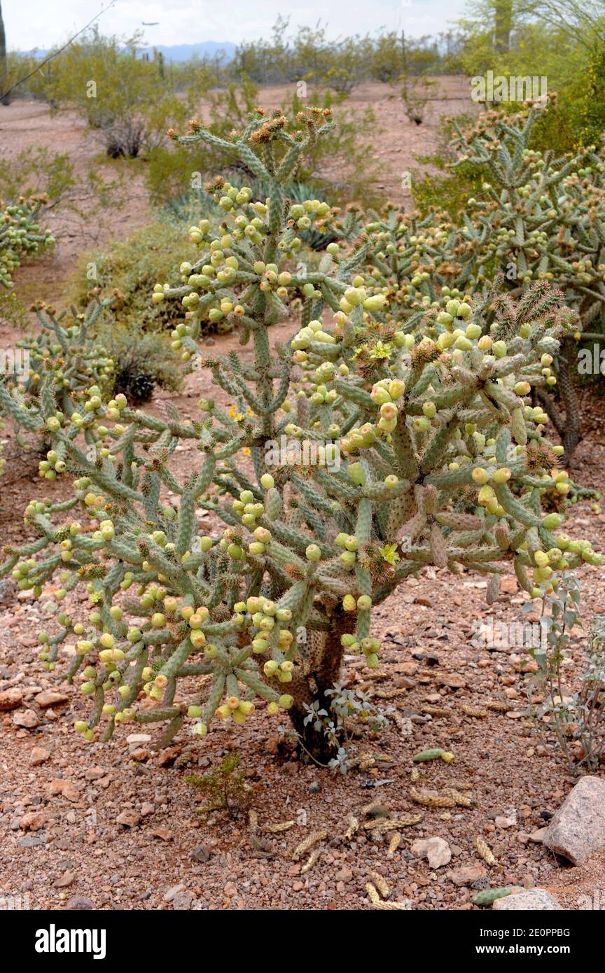 El cholla saltando (Cylindropuntia fulgida u Opuntia fulgida) es un cactus de cholla nativo de Sonora (México) y Arizona (EE.UU.). Foto de stock
