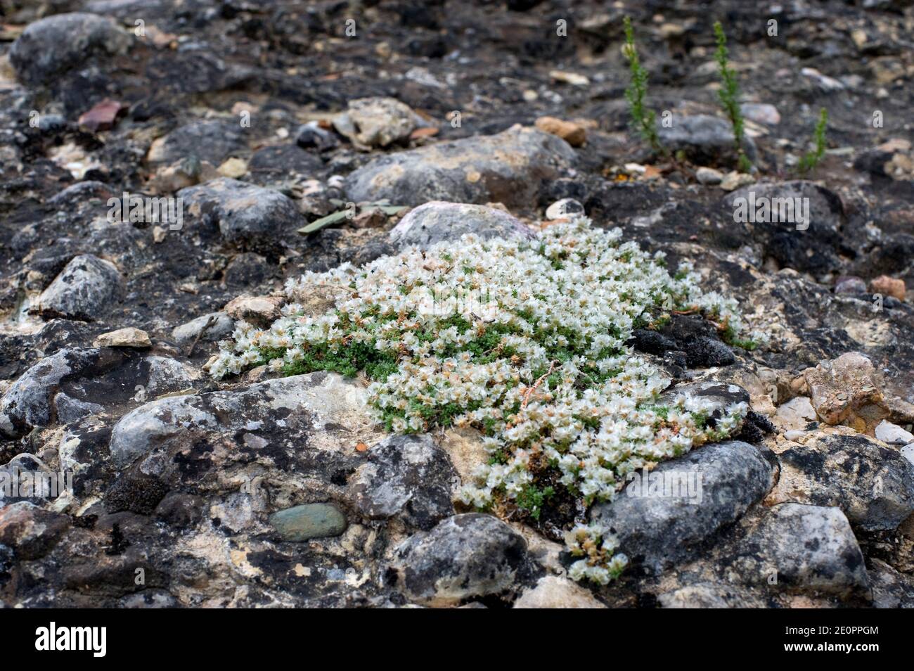 Nevadilla o sanguinaria (Paronychia kapela serpillifolia) es una hierba perenne con pequeñas flores rodeadas de brácteas plateadas. Es nativo de los Alpes y.. Foto de stock