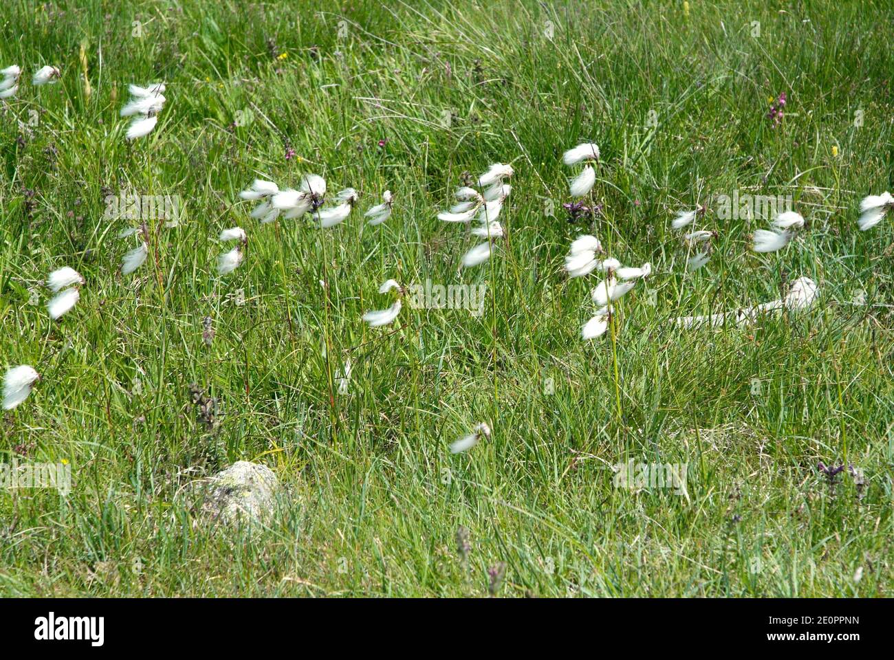 La hierba de algodón común (eriophorum angustifolium) es una hierba perenne nativa de Europa, América del Norte y Asia del Norte. Esta foto fue tomada Foto de stock