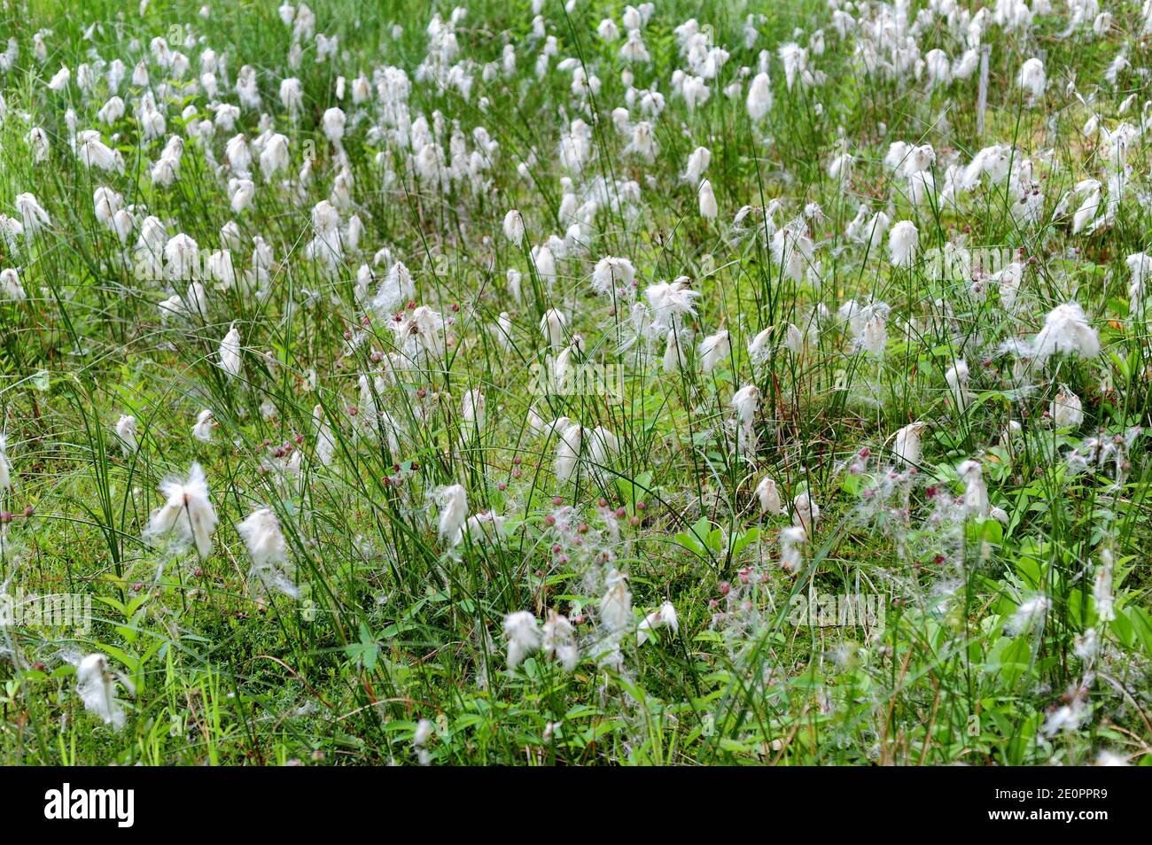 El algodón o la hierba de tussock ( eriophorum vaginatum) es una hierba perenne nativa de Europa del Norte, América del Norte y Asia del Norte. Foto de stock