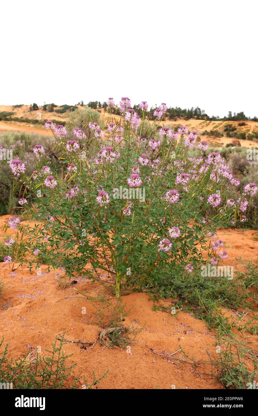Planta de abejas de montaña rocosa o espinacas navajo (Cleome serrulata o Peritoma serrulata) Es una planta ananual nativa del sur de Canadá y central y. occidental Foto de stock