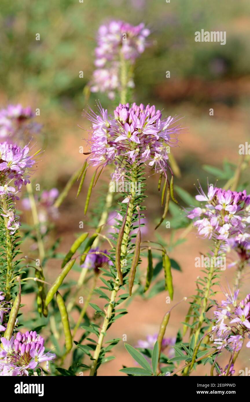 Planta de abejas de montaña rocosa o espinacas navajo (Cleome serrulata o Peritoma serrulata) Es una planta ananual nativa del sur de Canadá y central y. occidental Foto de stock