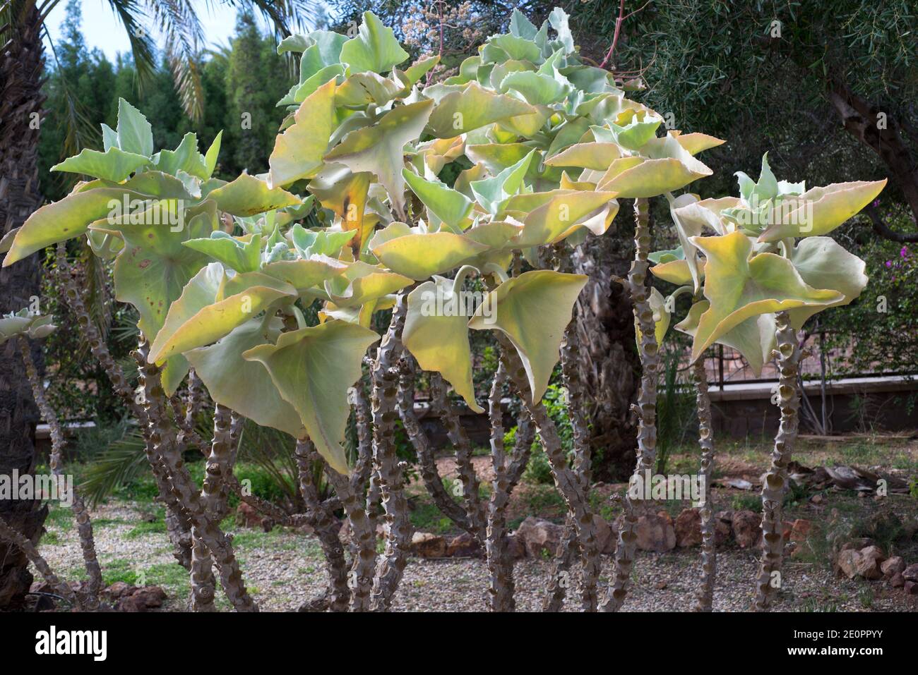 El oído de elefante (Kalanchoe beharensis) es un arbusto suculento endémico de Madagascar. Foto de stock