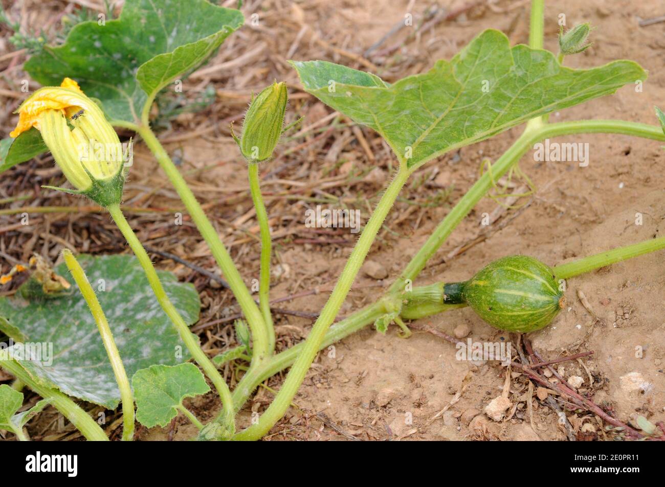 La calabaza (Cucurbita maxima) es una planta postrera anual nativa de Sudáfrica pero ampliamente cultivada por sus frutos comestibles. Flor y fruta joven Foto de stock