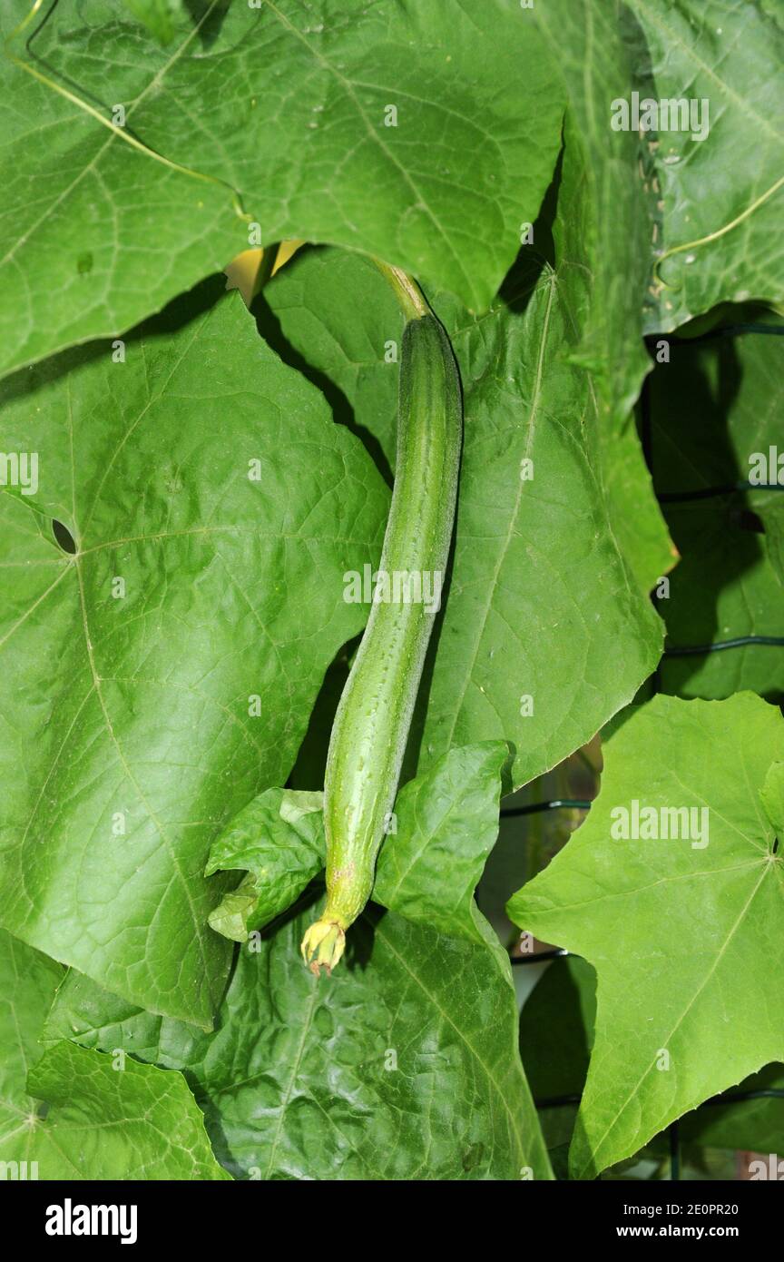 El pepino egipcio (Luffa aegyptiaca) es una planta de escalada anual nativa de Asia. La fruta joven es comestible; la fruta madura es fuerte Foto de stock