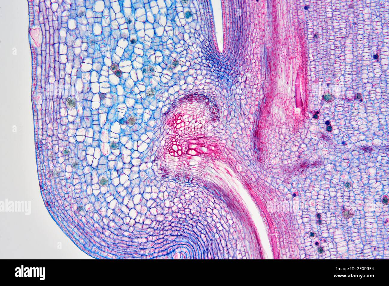 Nodo de un tallo vascular de planta. Fotomicrografía X50 a 10 cm de ancho. Foto de stock