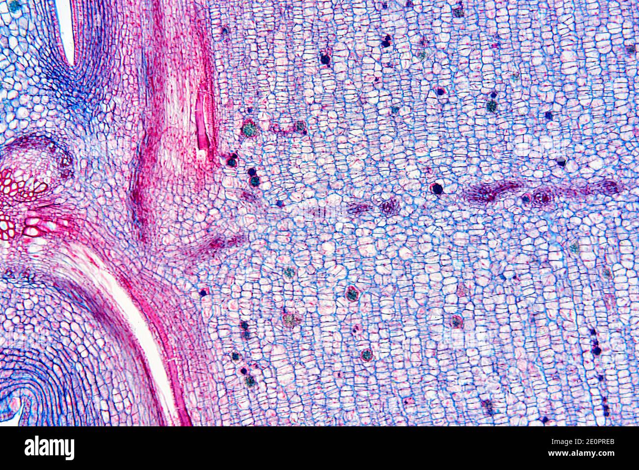 Meristemo intercalar fotografías e imágenes de alta resolución Alamy