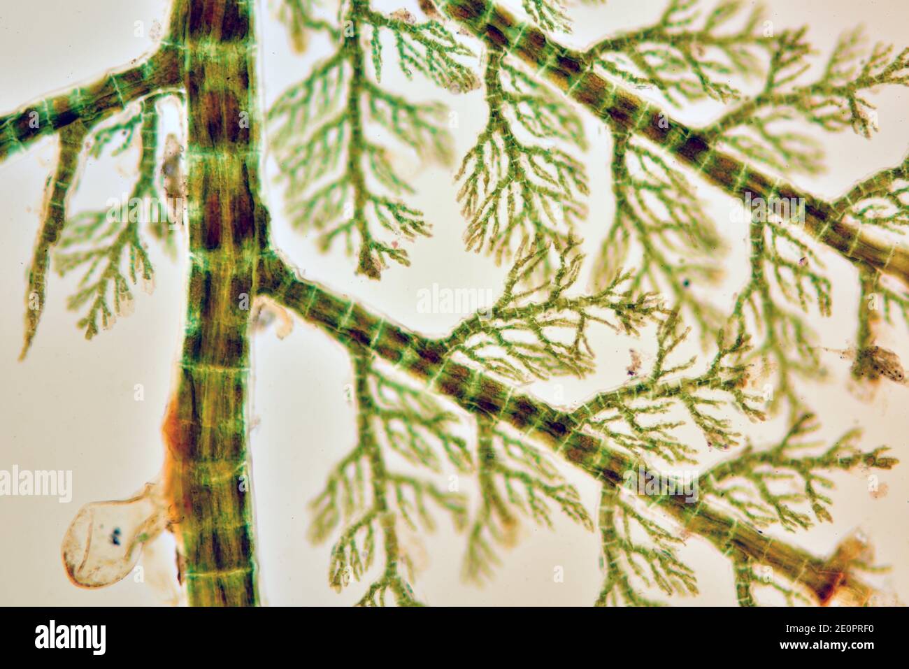 Plumaria elegans es una alga roja. Fotomicrografía X100 a 10 cm de ancho. Foto de stock
