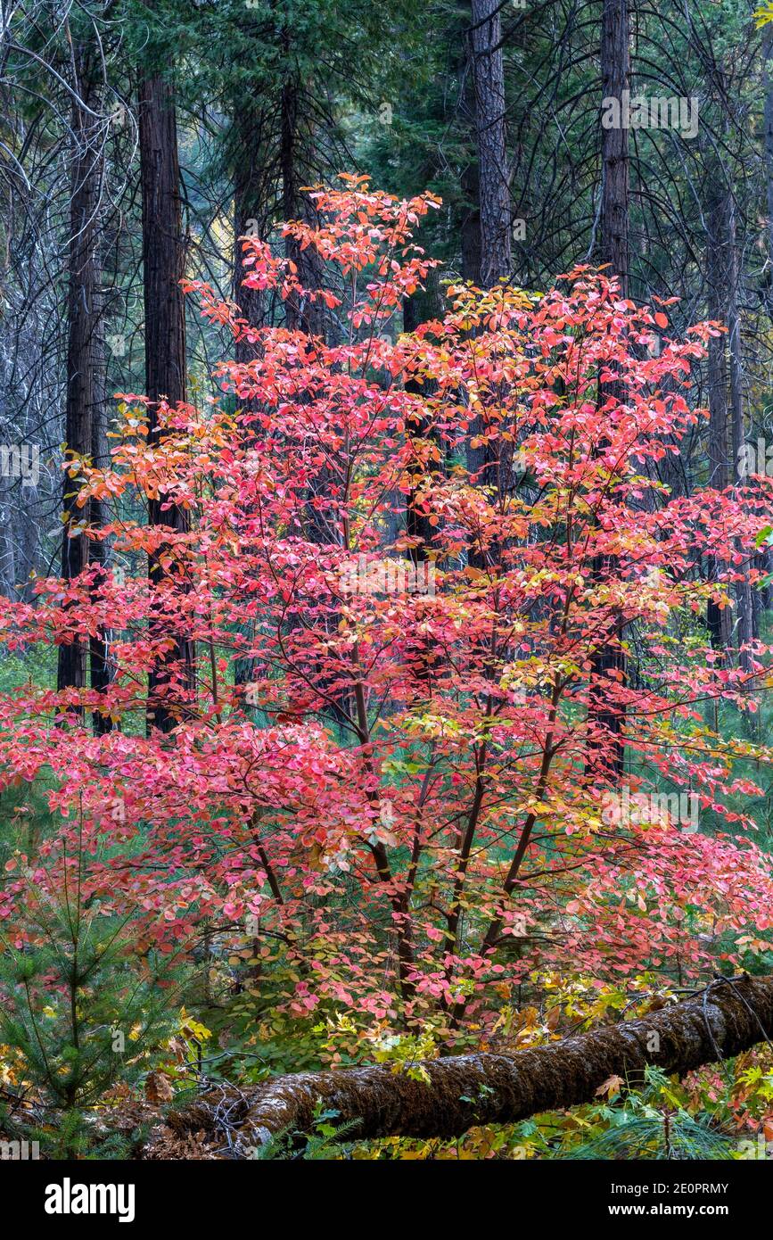Dogwood in Fall Color Yosemite National Park CA USA ubicación en el mundo. Foto de stock