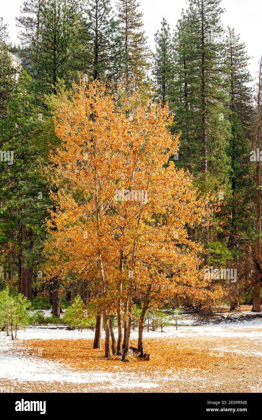 Árboles de otoño Yosemite National Park CA USA ubicación en el mundo. Foto de stock