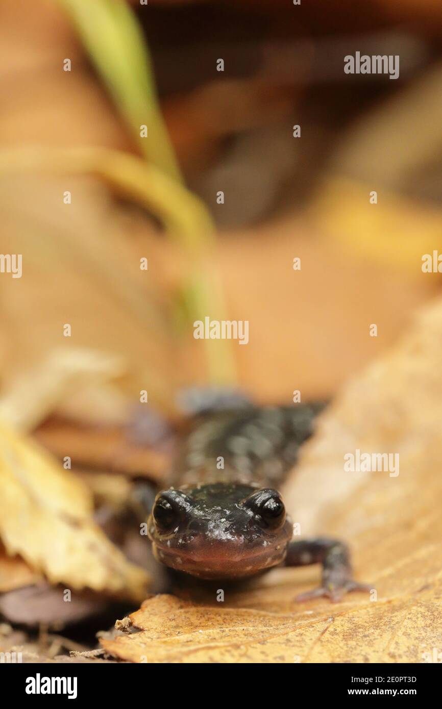 Salamandro esbelo del norte (Plethodon glutinosus) en Estados Unidos, América del Norte Foto de stock
