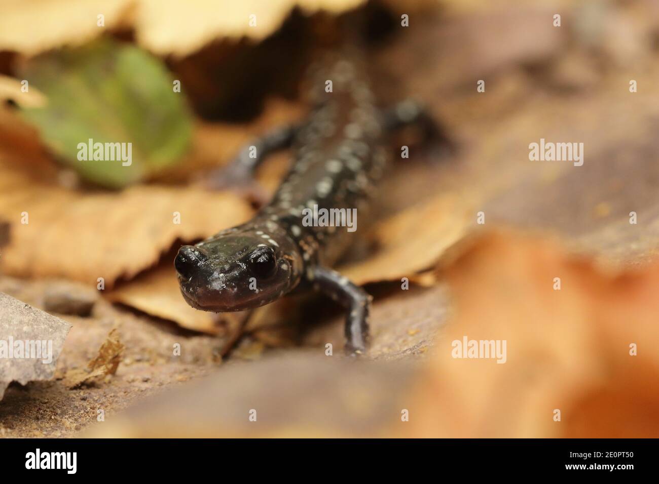 Salamandro esbelo del norte (Plethodon glutinosus) en Estados Unidos, América del Norte Foto de stock