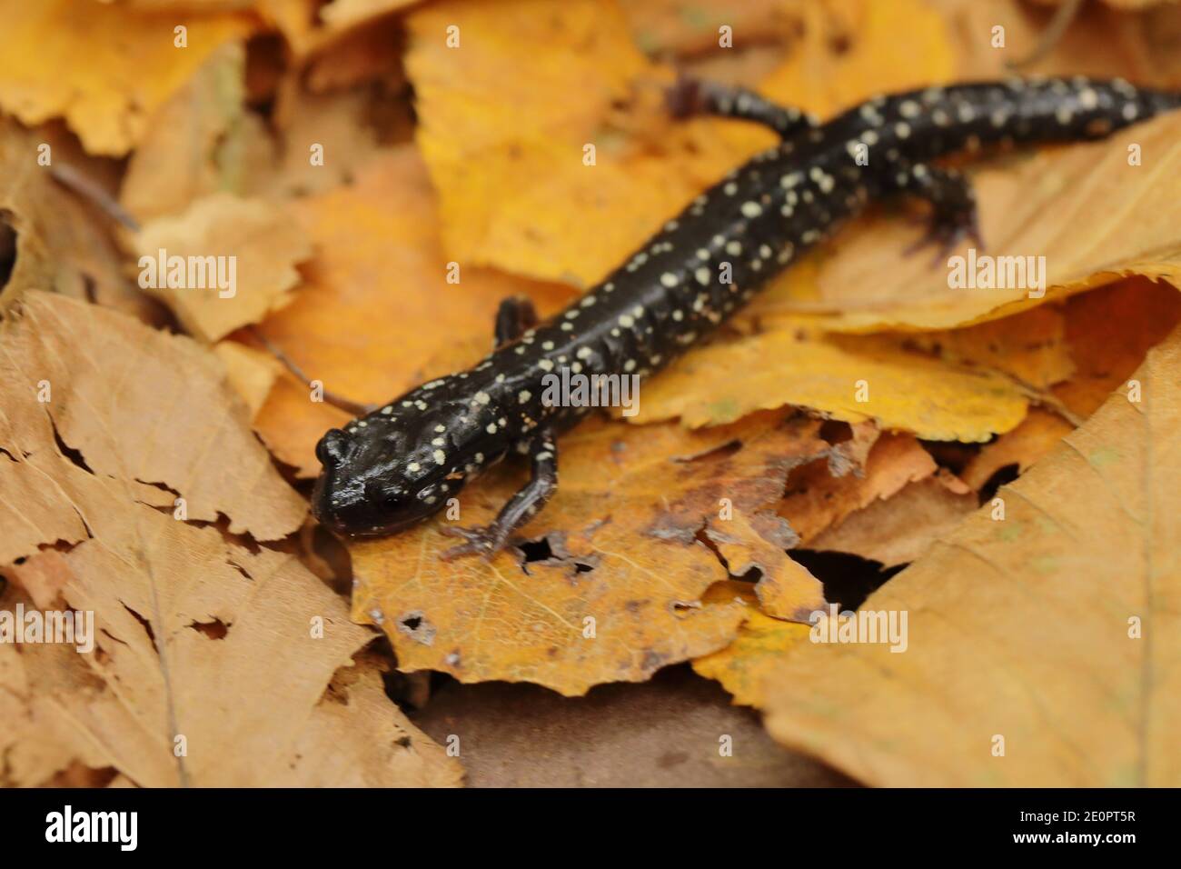 Salamandro esbelo del norte (Plethodon glutinosus) en Estados Unidos, América del Norte Foto de stock
