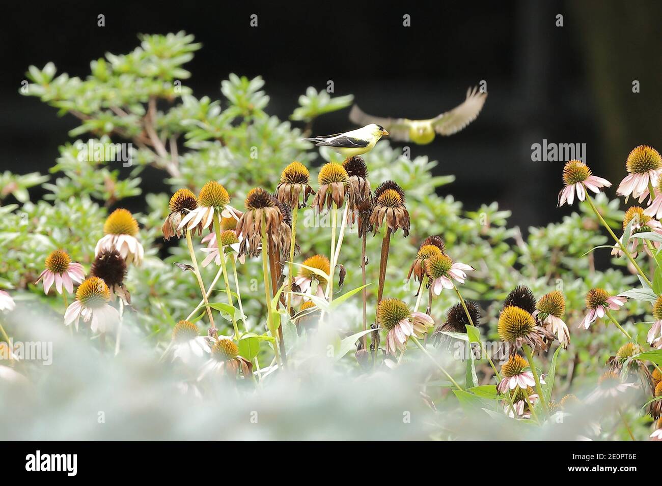 Goldfinch americano (spinus tristis) que se alimenta en semillas de flor de la conebora púrpura en Nueva York, Estados Unidos, América del Norte Foto de stock