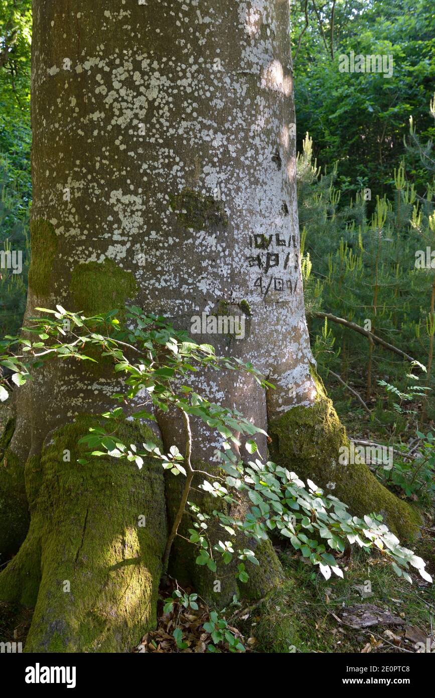 Árbol de haya notable en el bosque de Rambouillet, Haute Vallée de Chevreuse Parque Natural Regional, departamento de Yvelines, región de Isla de Francia, Foto de stock