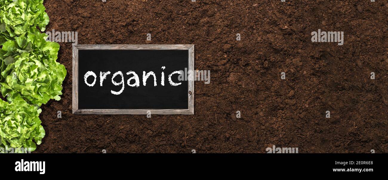 Jardín orgánico con salada fresca en el suelo- Ilustración banner con Título de Orgnanic en pizarra Foto de stock