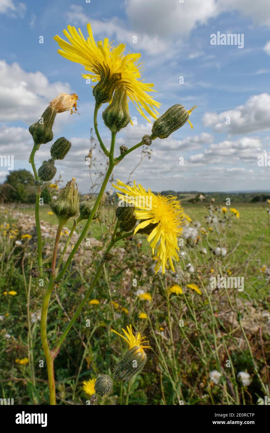 Perenne sow-thistle (Sonchus arvensis) floración en un margen de campo, Wiltshire, Reino Unido, septiembre. Foto de stock