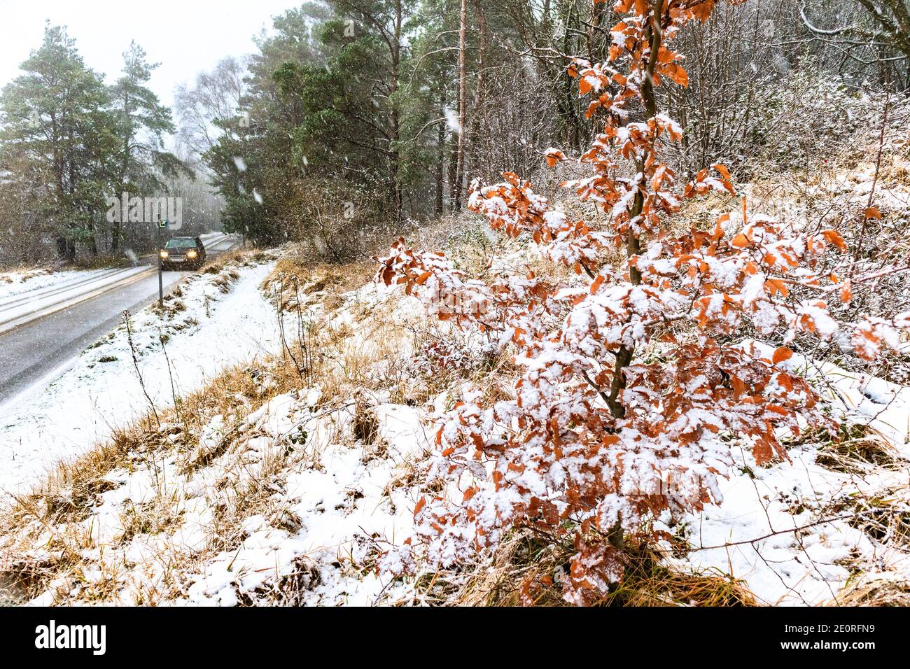 Nieve cayendo en los Cotswolds - la B4073 cerca del pueblo de Painswick, Gloucestershire Reino Unido Foto de stock