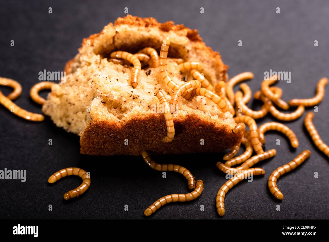 Gusanos de carne en el pan viejo, comiendo y moviéndose, Tenebrio molitor  Fotografía de stock - Alamy