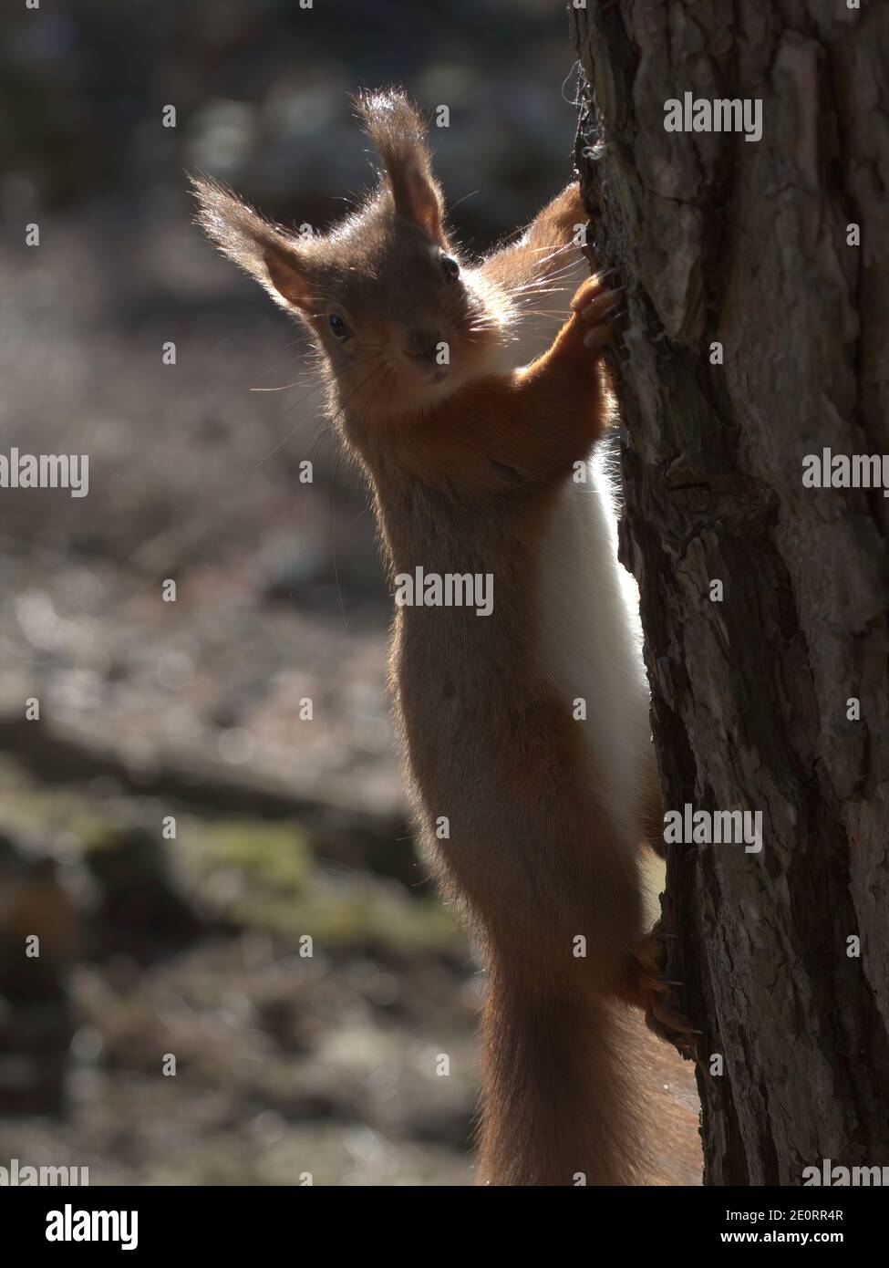 Una foto retroiluminada de una ardilla Roja Europea Foto de stock