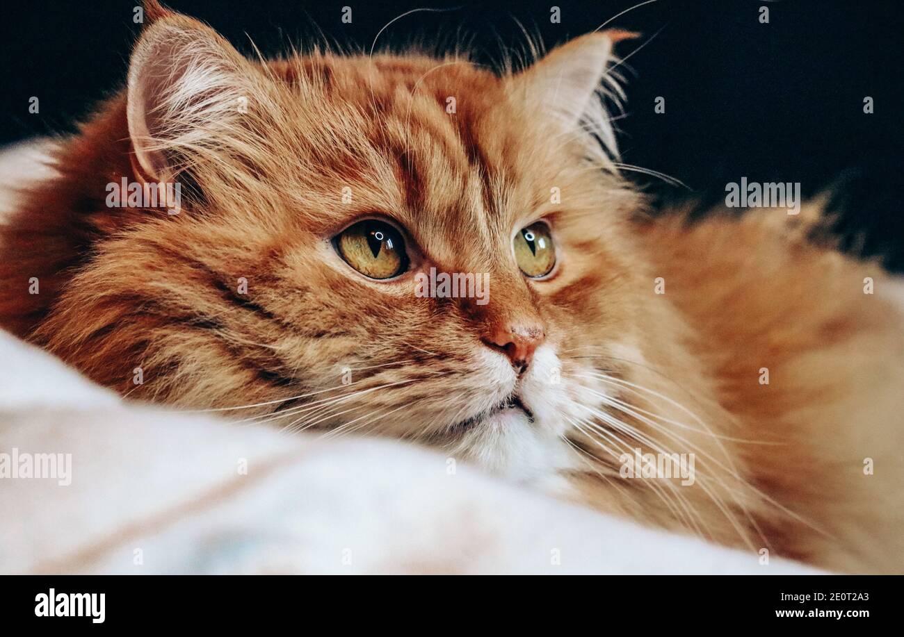 Retrato de un gato de jengibre en la cama Foto de stock